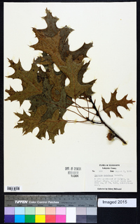 Quercus coccinea image