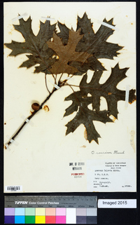 Quercus coccinea image