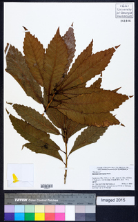 Quercus corrugata image