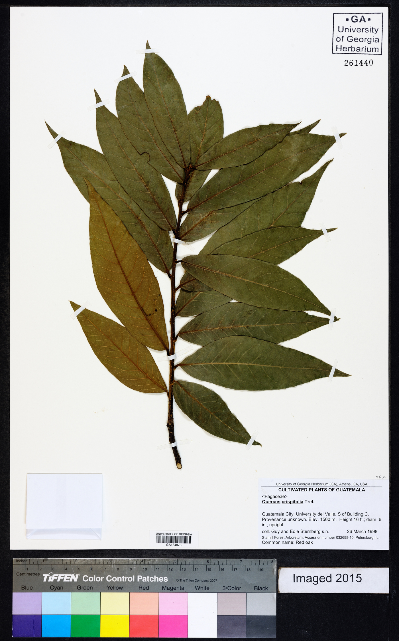 Quercus crispifolia image