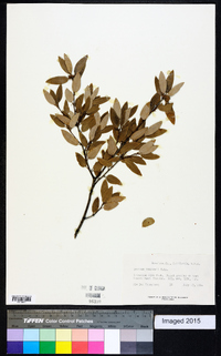 Quercus douglasii image