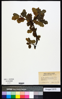 Quercus douglasii image