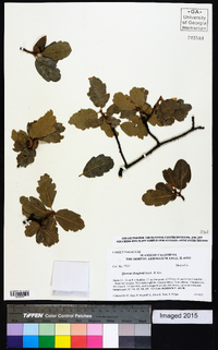 Quercus douglasii image