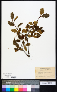 Quercus douglasii image