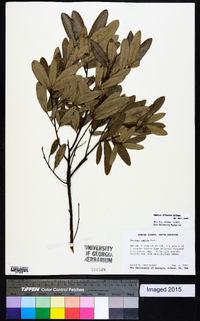 Quercus pumila image