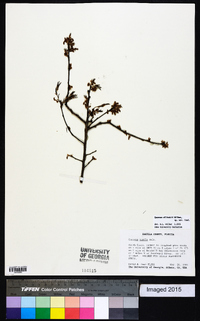 Quercus pumila image