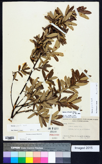 Quercus pumila image