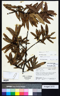 Quercus pumila image