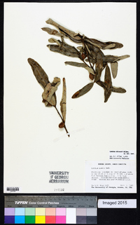 Quercus pumila image