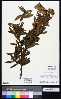 Quercus pumila image