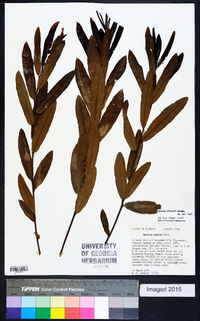 Quercus pumila image