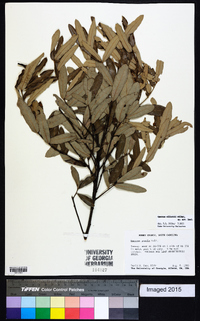 Quercus pumila image