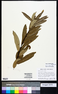 Quercus pumila image