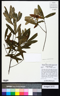 Quercus pumila image