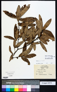 Quercus pumila image