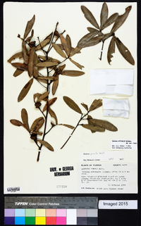 Quercus pumila image