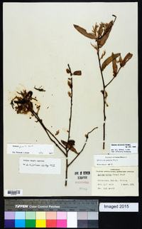 Quercus pumila image