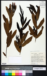 Quercus pumila image