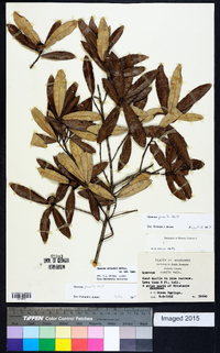 Quercus pumila image