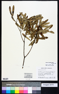 Quercus pumila image