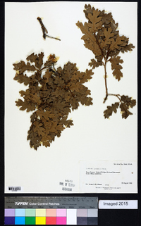 Quercus gambelii image