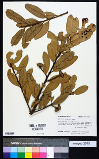 Quercus geminata image