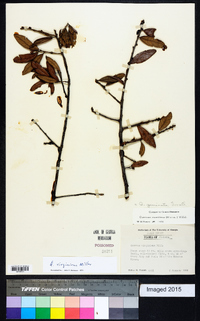 Quercus geminata image