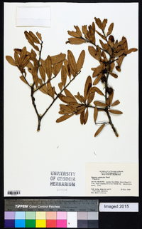 Quercus geminata image