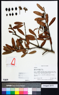 Quercus geminata image