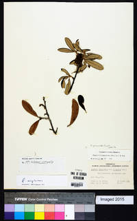 Quercus geminata image