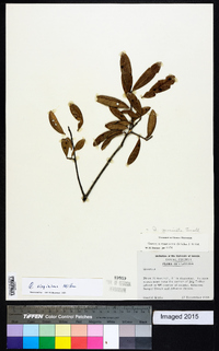 Quercus geminata image