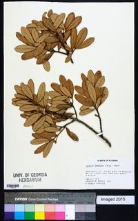 Quercus geminata image