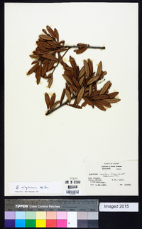 Quercus virginiana image