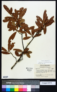 Quercus hemisphaerica image