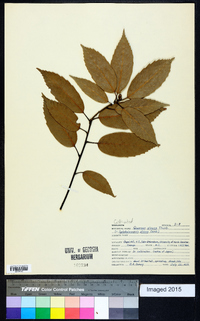 Quercus glauca image