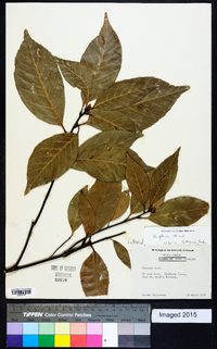 Quercus acuta image