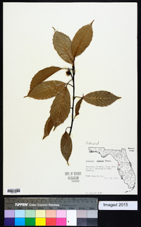 Quercus glauca image