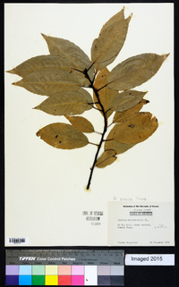 Quercus myrsinifolia image