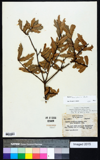 Quercus hemisphaerica image