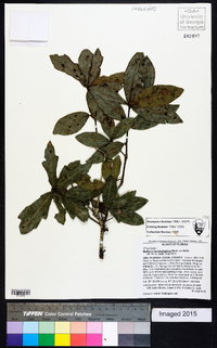 Quercus hemisphaerica image