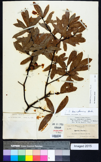 Quercus hemisphaerica image