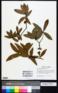 Quercus hemisphaerica image