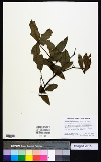 Quercus hemisphaerica image