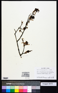 Quercus hemisphaerica image