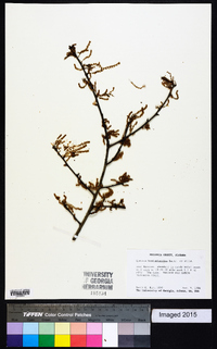 Quercus hemisphaerica image