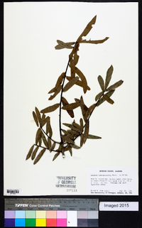 Quercus hemisphaerica image