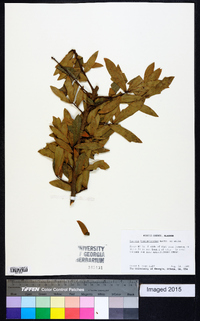 Quercus hemisphaerica image