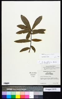 Quercus hemisphaerica image