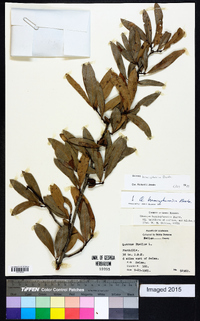 Quercus hemisphaerica image