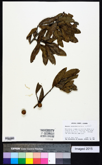 Quercus hemisphaerica image